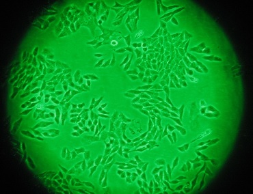 II Curso de Fundamentos de Cultura Celular